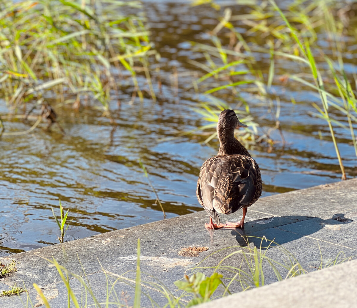 Озеро Тихое (фото-собственность канала)