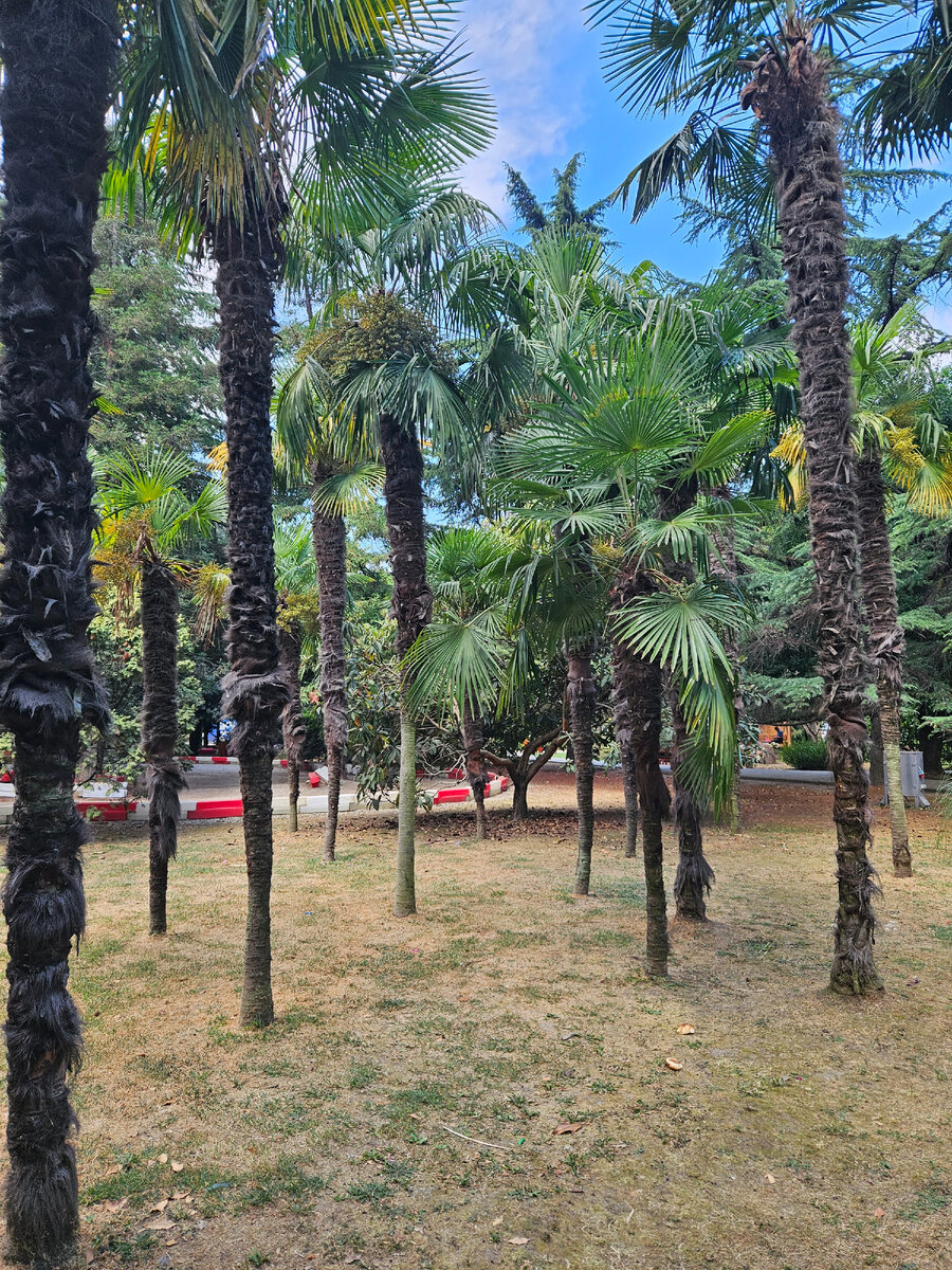 Просто пальмы