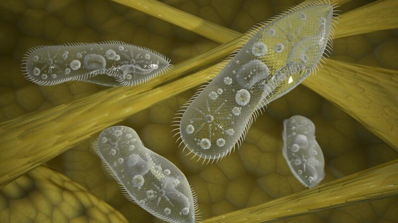 Фото с ресурса https://fishki.net