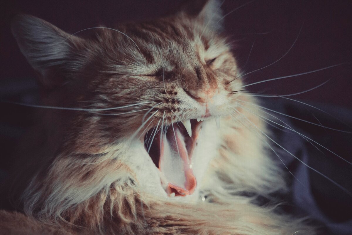 Кошки начали говорить. Кот чихает. Обратное чихание у кошек. Кот чихает обои. Breath Cat.