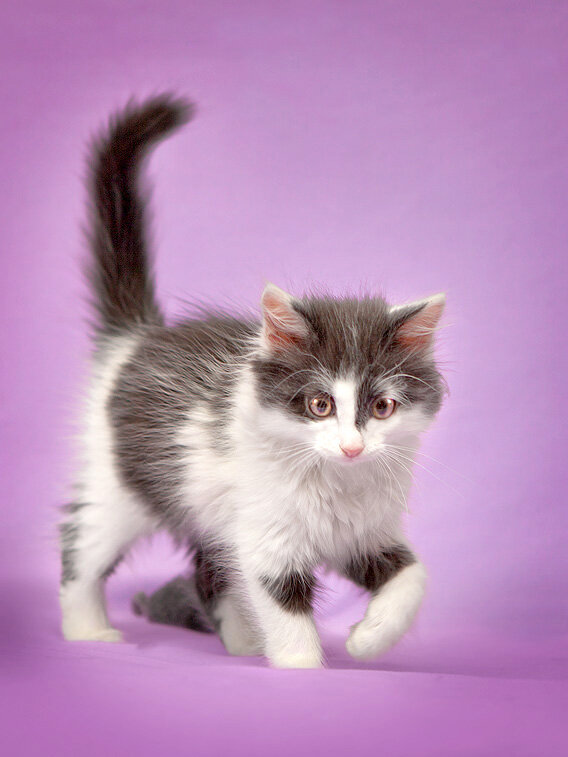 Кукла в возрасте клубочка. На официально гламурную съемку уговорить было сложно. Стремилась бежать дальше)))