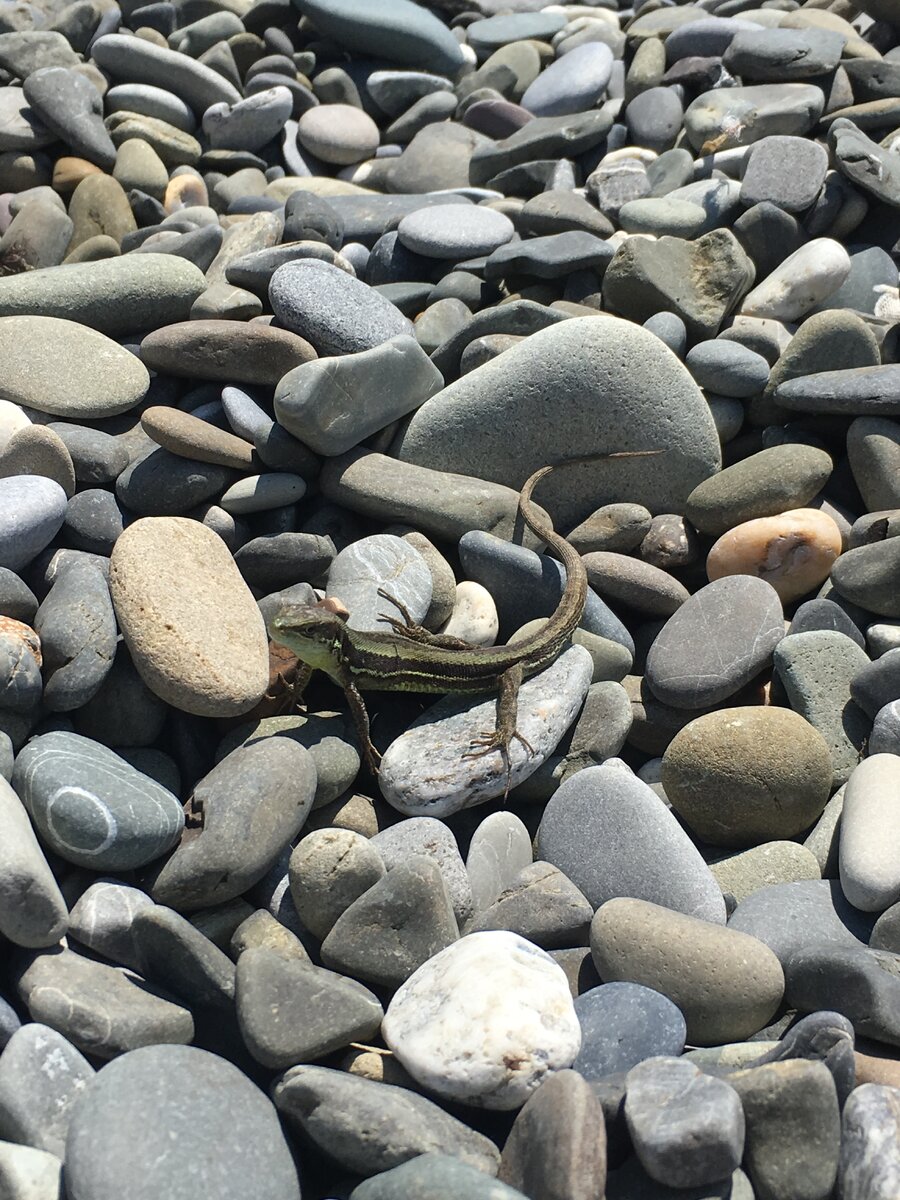 Иногда на пляже можно встретить ящериц.