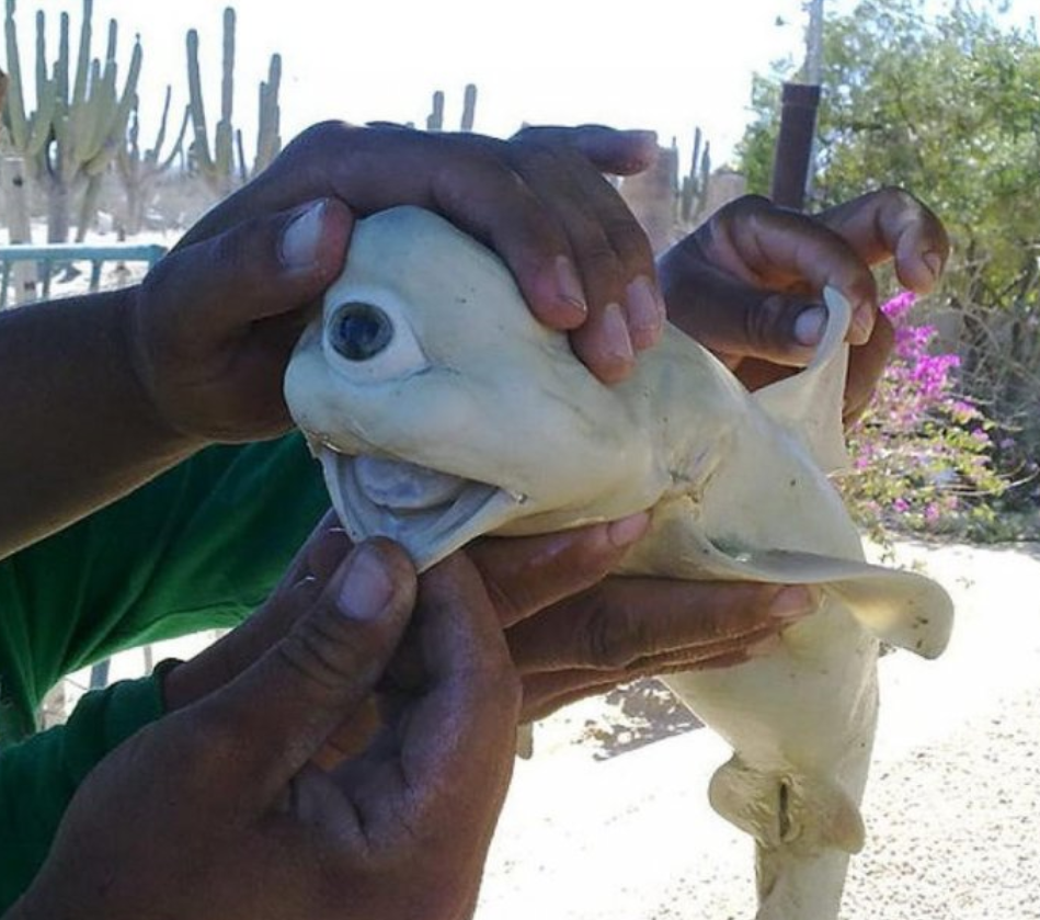 фото из сети Интернет