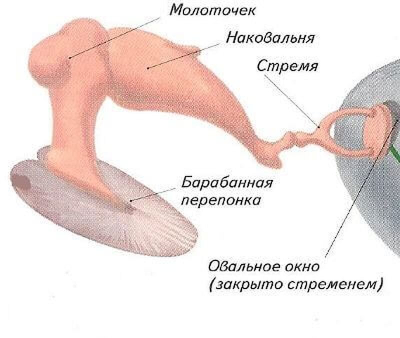 Молоточек наковальня стремечко функции