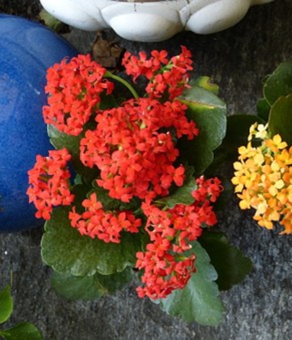 https://cdn.pixabay.com/photo/2013/10/01/22/43/flaming-kathchen-189547__340.jpg
