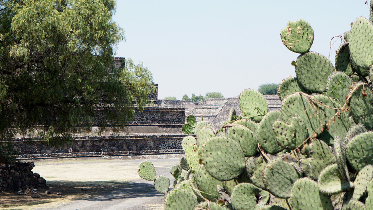 Кактусы у Теотиуакана. Мексика, май'2019