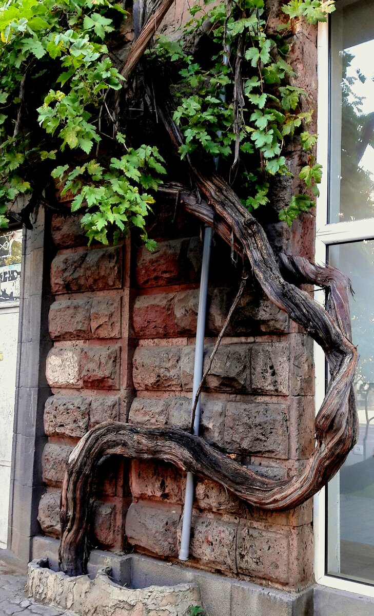 Виноградная лоза на улицах Еревана 