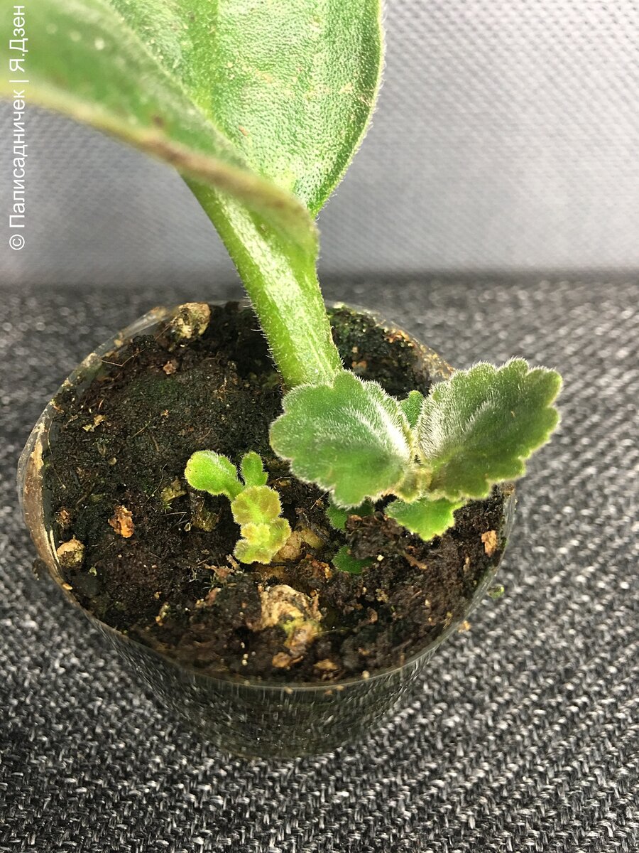 Четыре росточка минимум.