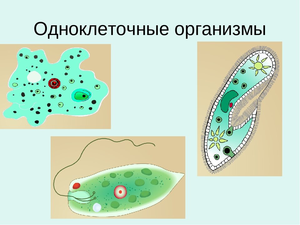 Одноклеточные организмы примеры. Клетки одноклеточных и многоклеточных организмов. Клеточное дыхание одноклеточных организмов. Одноклеточный организм строение клетки. Одноклеточные организмы и многоклеточные организмы.