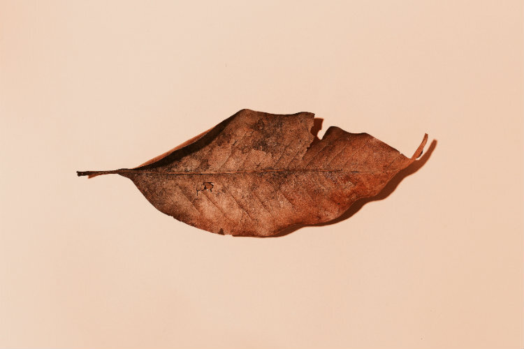 Photo by Raul Angel on Unsplash