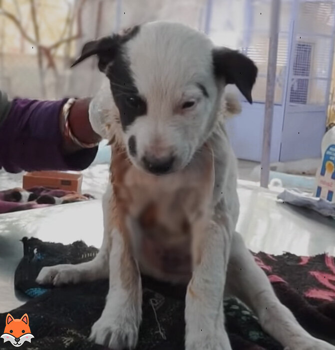 Щенок в ветеринарной клинике.