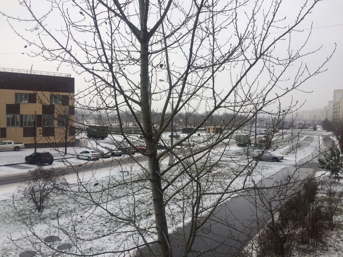 Осень дерево раздело. 