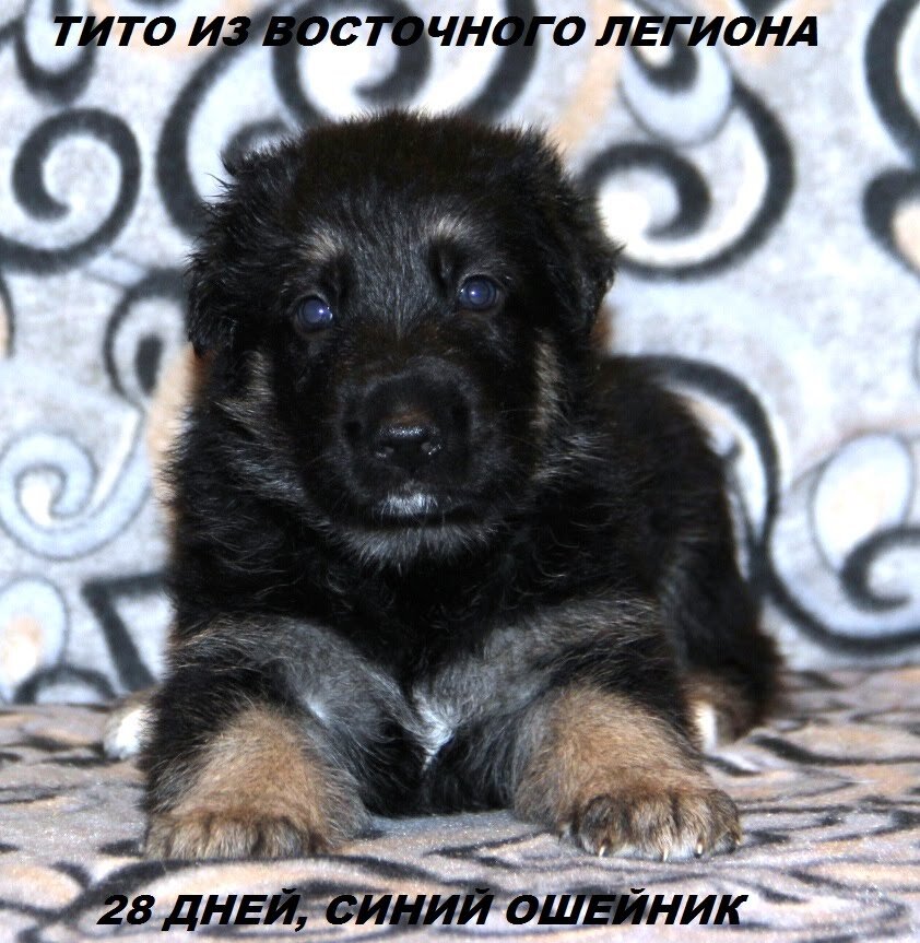   Наш Тито еще малыш. Такая Плюшечка )