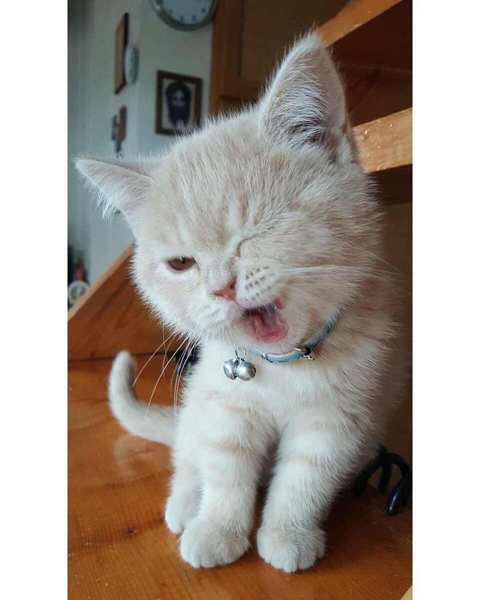 Этот котик подмигивает вам! ) 
