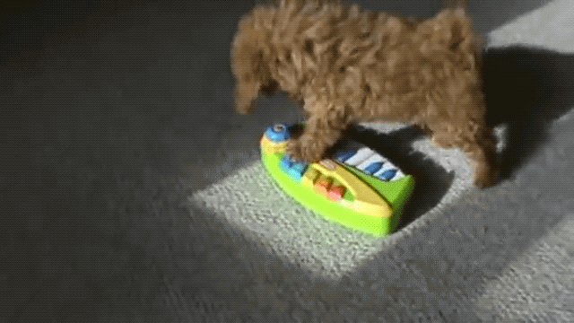 Шуга не только талантливый рэпер, но и потрясающий продюсер, автор замечательных песен. Зная это, поклонники не смогли "пройти мимо" видео, в котором Холли упорно бьёт по клавишам игрушечного синтезатора и из-под его лап вылетают звуки.