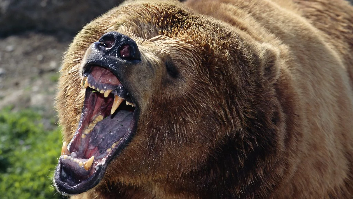 каких животных боятся люди