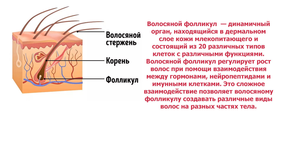 Слои корня волос