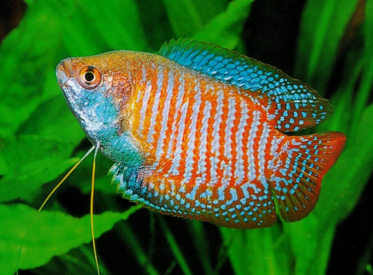 Лялиус (Colisa lalia)