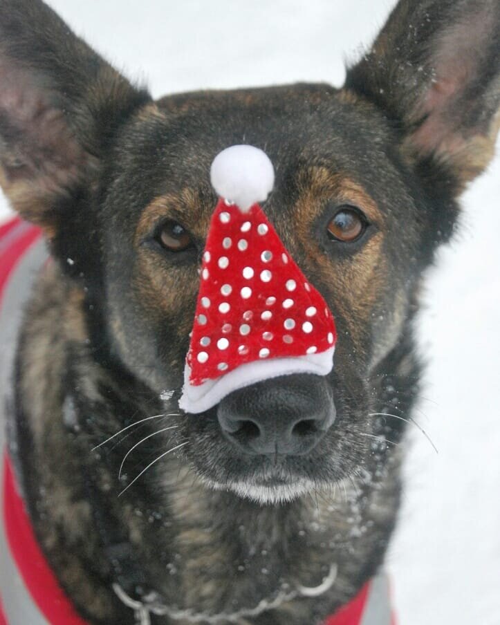 Фотогалерея "Новый год на носу".