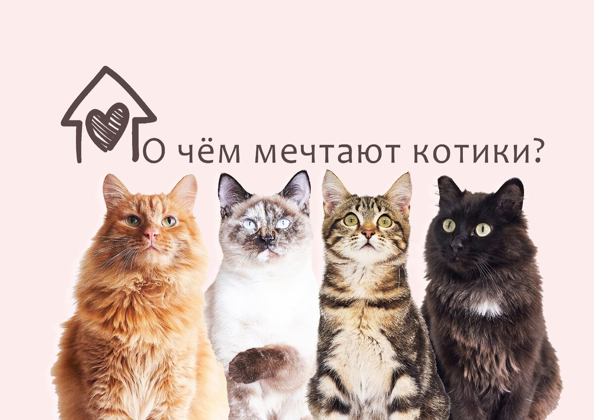 На фото слева направо Роджер, Астер, Юджин, Угги