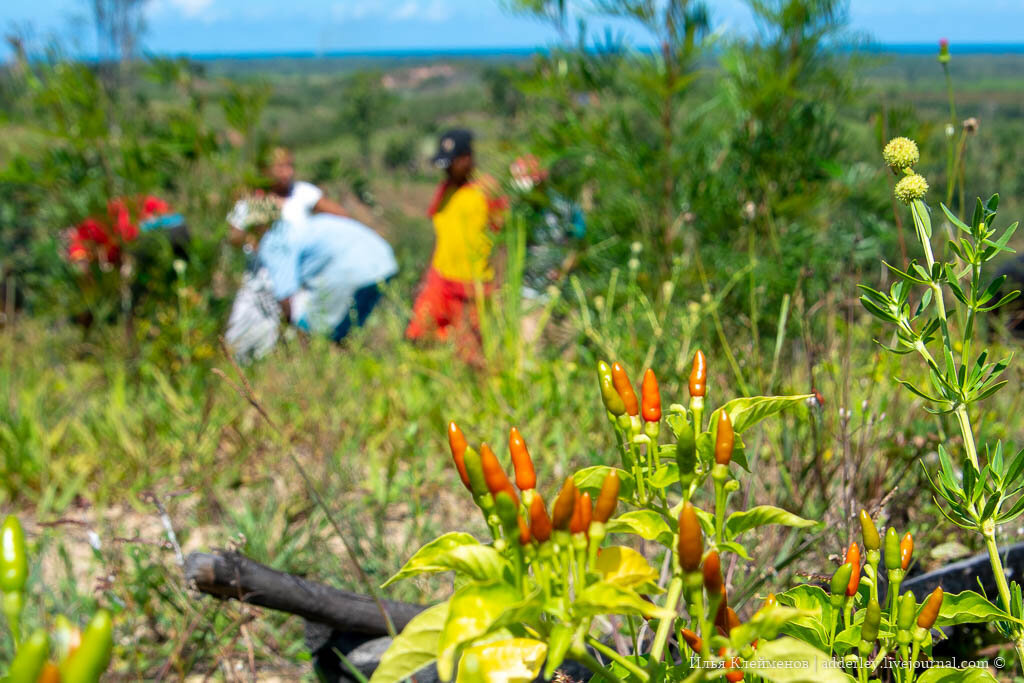 2. Рвем только самые красные, бурые с зелеными не трогаем - ждем.

