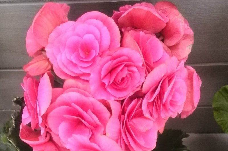 Бегония во время цветения.