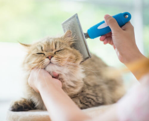 Как часто следует вычесывать кошку