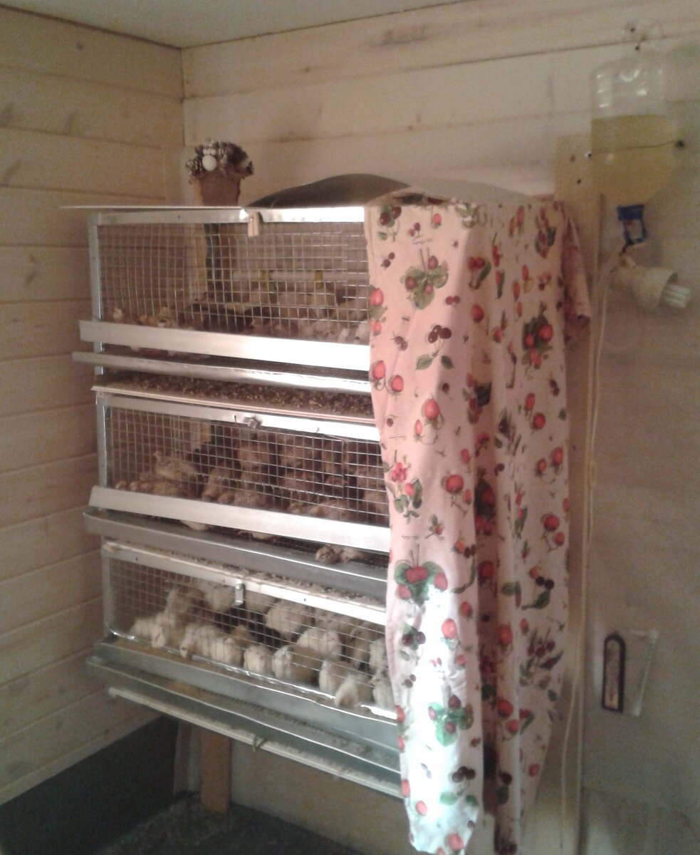 Самодельные клетки для перепелок