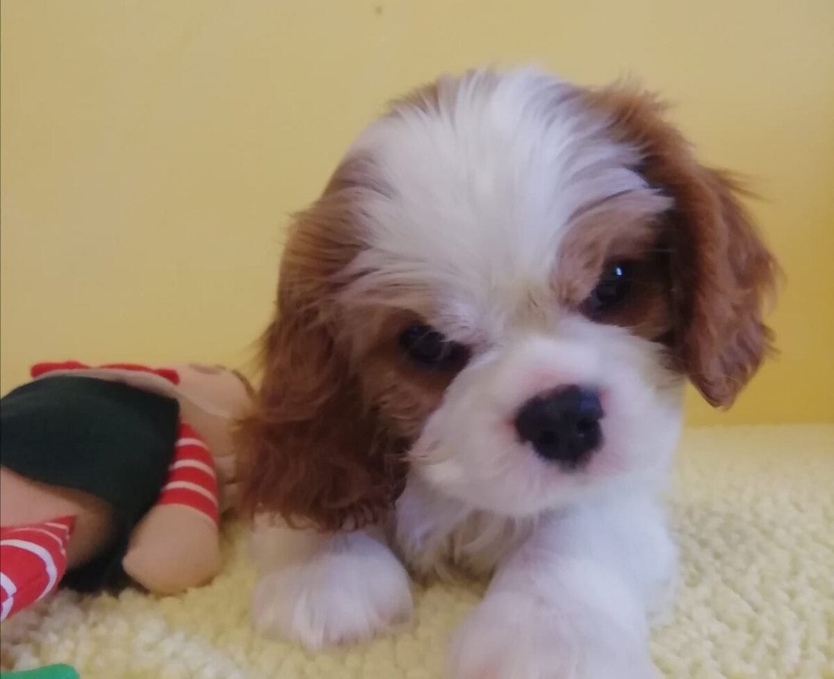 Щенок породы Кавалер Кинг Чарльз Спаниель