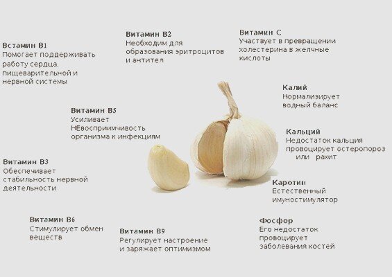 Витамины в чесноке