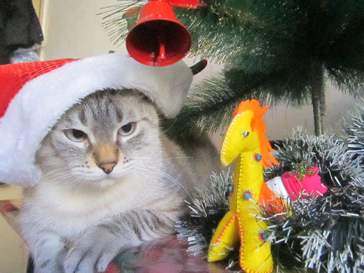 Кот Ирбис показывает, как надо фотографироваться для конкурса.