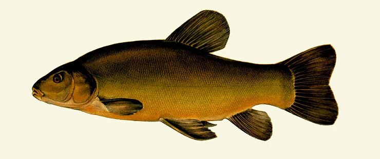 Золотой линь