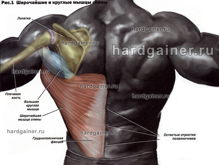 Большая круглая. Широчайшие мышцы. Крылья мышцы. Большая круглая мышца спины. Широчайшая мышца.