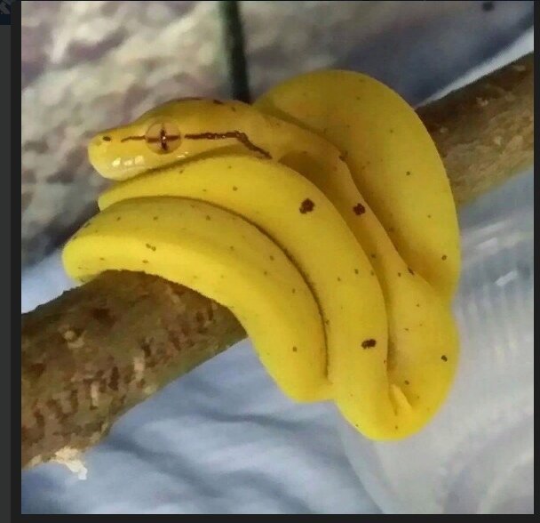 Фото из разряда "показалось" - из открытых источников