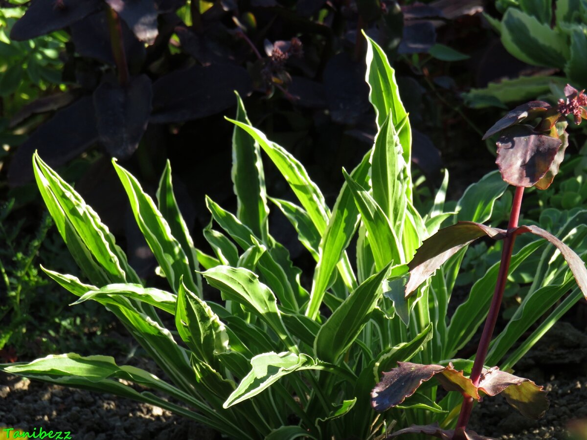 Хоста гибридная "Стилетто" / Hosta hybride "Stiletto"