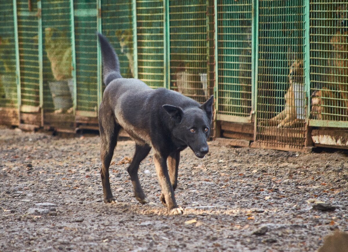 Вегас - приют Солнцево