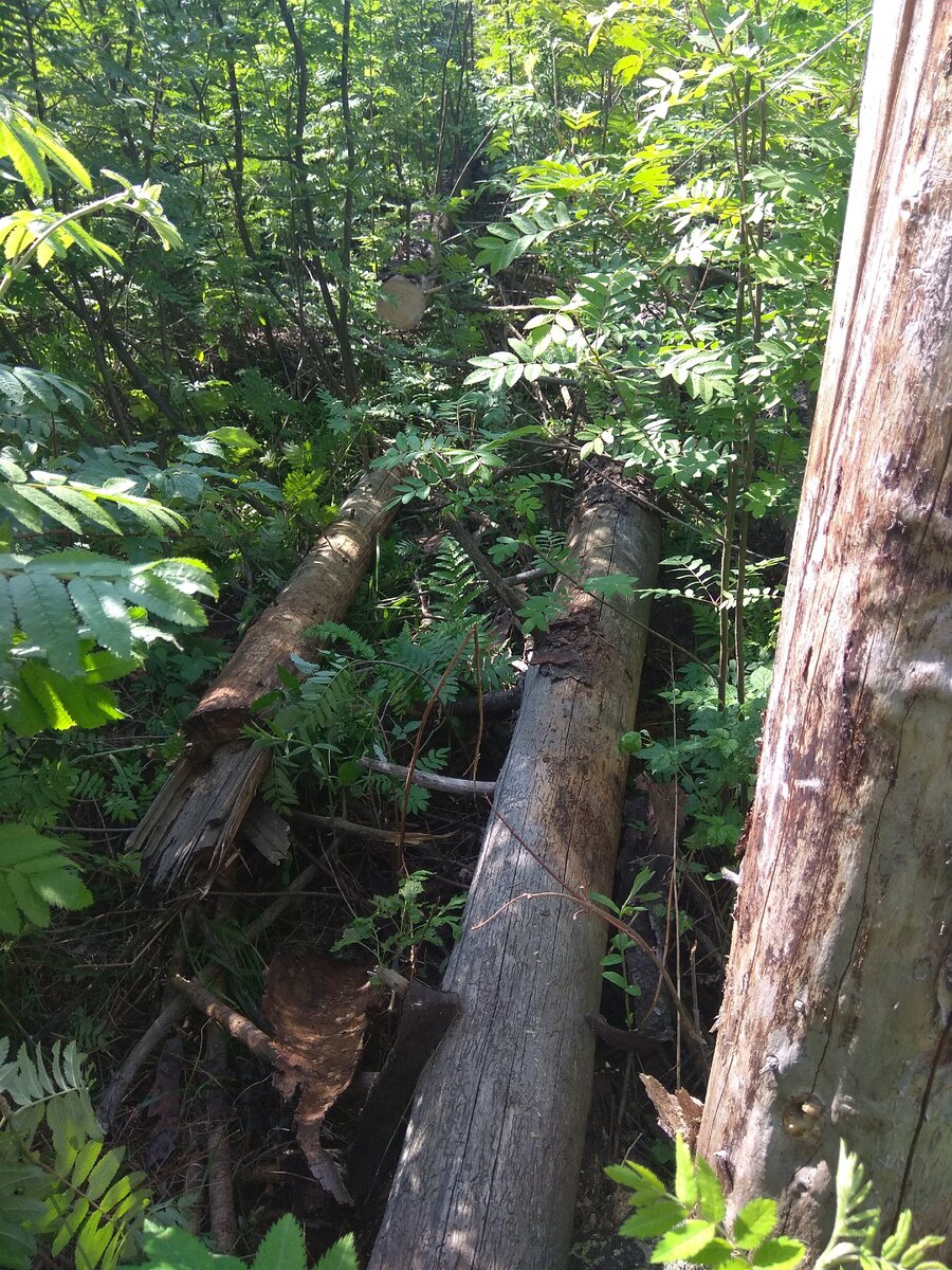  деревья пострадавшие от короеда