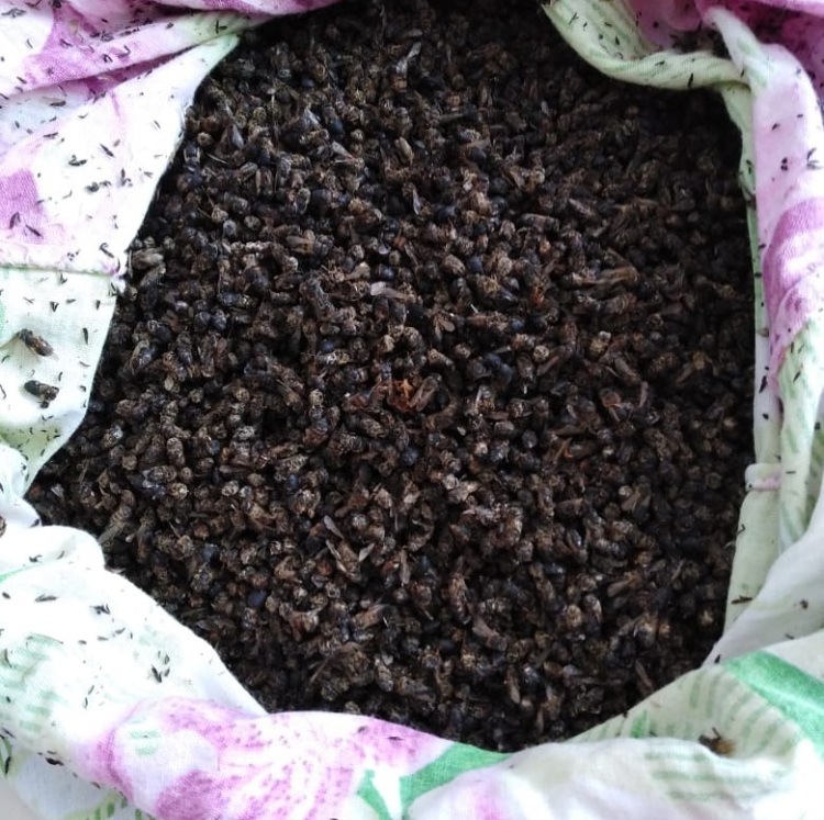 Пчелиный подмор...