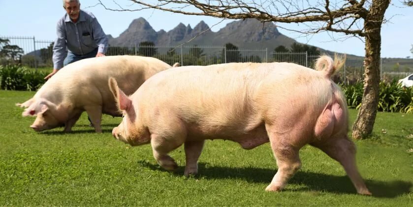 Хряк должен быть породистым, потому что он передаёт своё крепкое сложение потомству