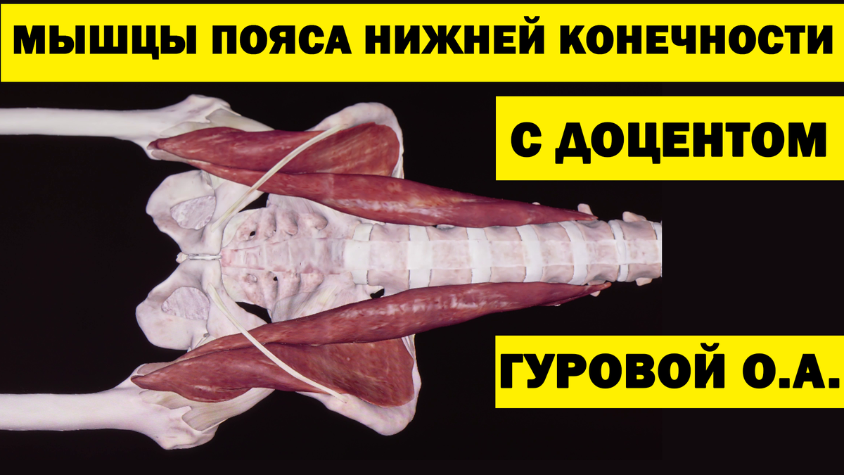 Мышцы пояса нижней конечности