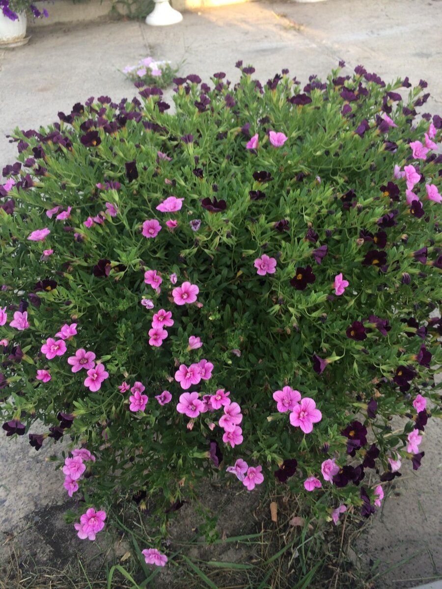 Калибрахоа Can-can velvet и калибрахоа Double pink в вазоне на 15 литров.