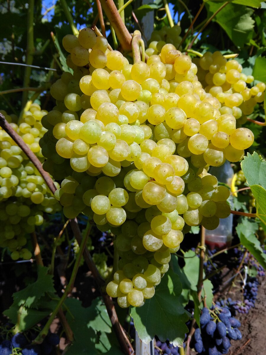 ТОП-5 сортов винограда для средней полосы