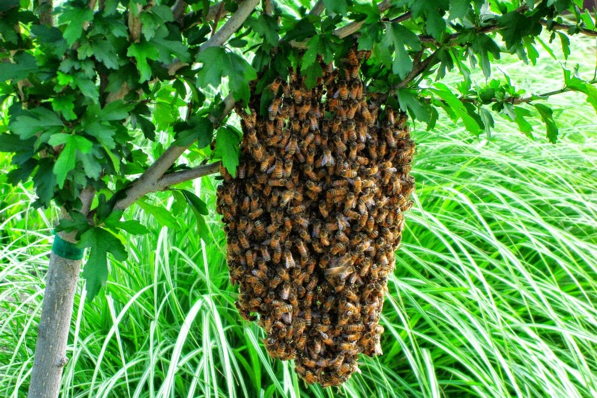 Фото из открытых источников