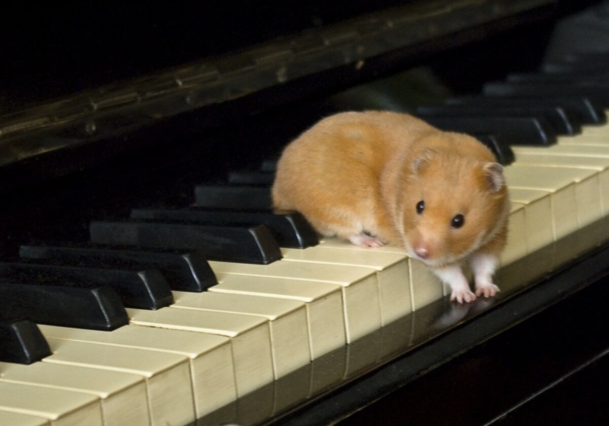 Хомячки музыка. Хомяк. Хомяк пианист. Мышка и пианино. Мышь на пианино.