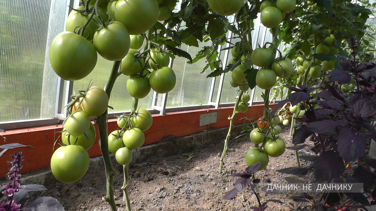 Вот так обрезаю нижние листья у томатов в теплице.