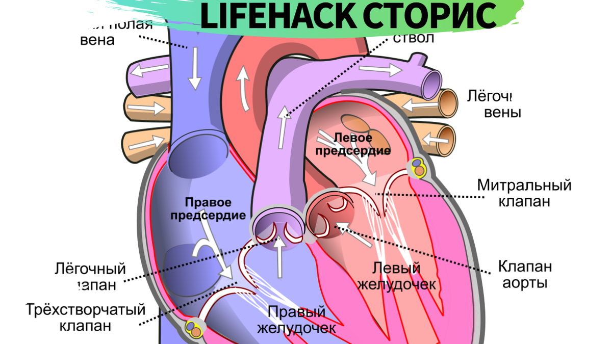   Всем привет, вы на канале LIFEHACK СТОРИС Приятного просмотра!