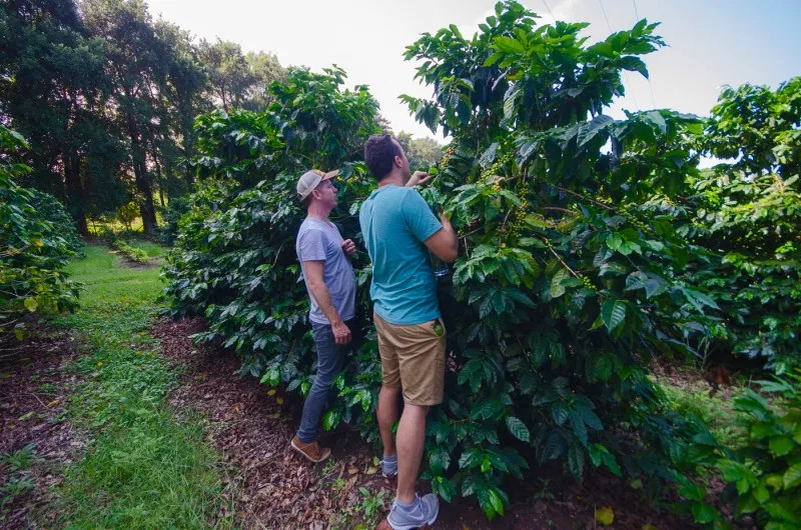 Bourbon Pointu и дикая летучая мышь из Мадагаскара: африканский ответ Копи Лювак