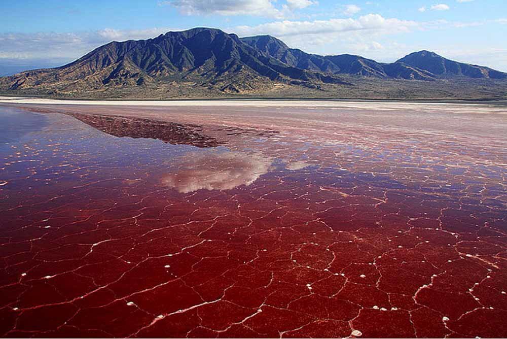 Красный прилив.