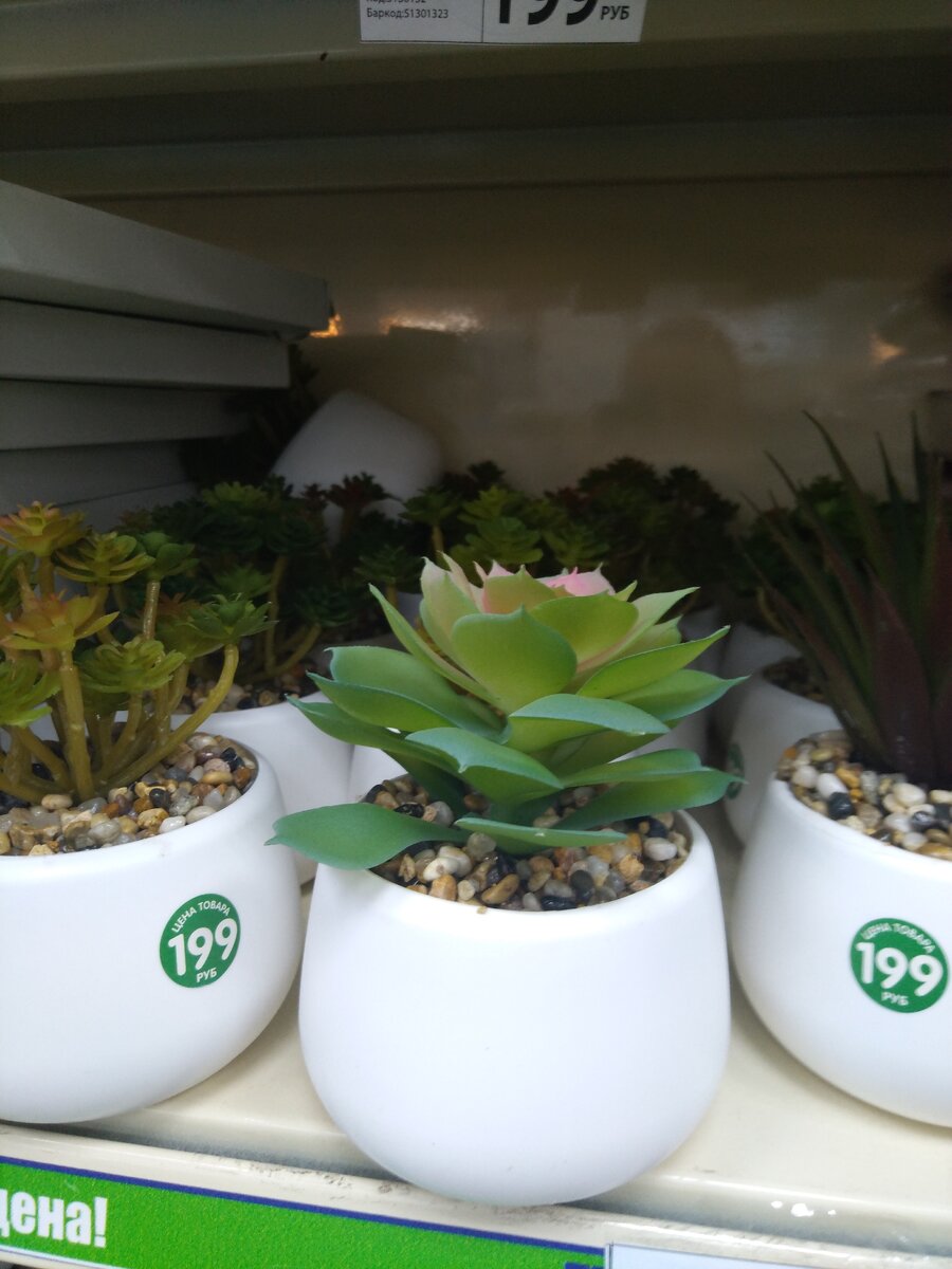Искусственные суккулентики