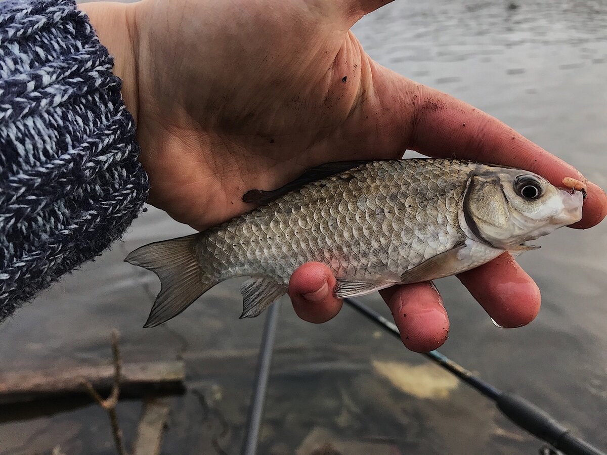 Личное фото. Карась.